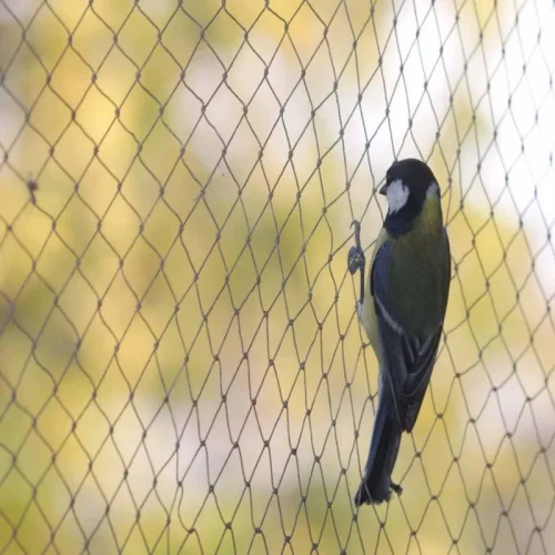 Sparrow Protection Safety Nets Installation Service